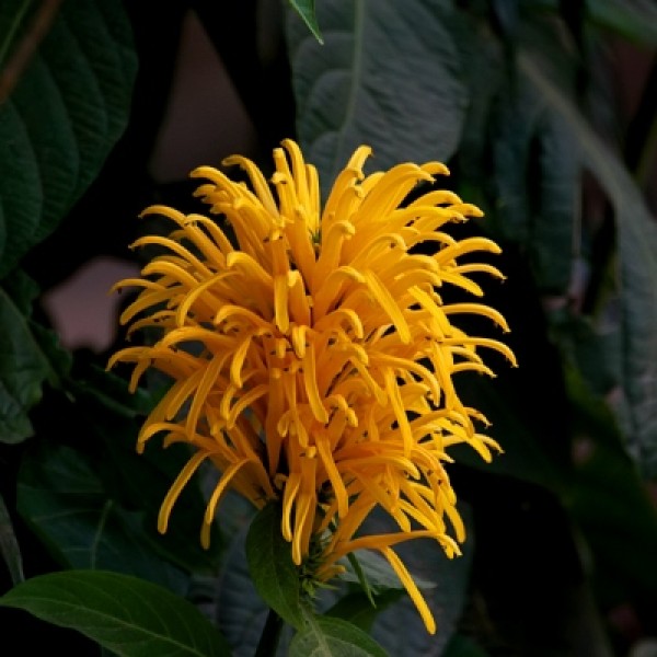 Jacobina Yellow Plant